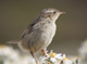 grass wren